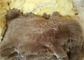 O cabelo longo paire o estofamento de lãs para a cadeira, coxim macio 45 x 45 Cm do assoalho da pele de carneiro fornecedor