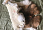Cor natural lisa 25*35cm de Brown da pele do coelho de Rex dos acessórios do forro do revestimento fornecedor